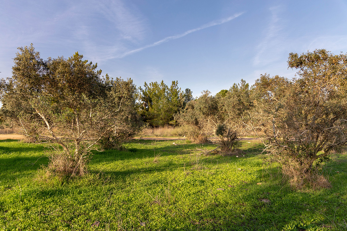 Лес Шоам и окрестности, image of landscape/habitat.