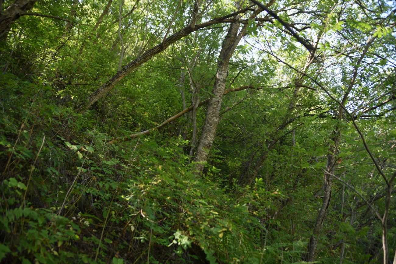 Старый дом Мухтара, image of landscape/habitat.