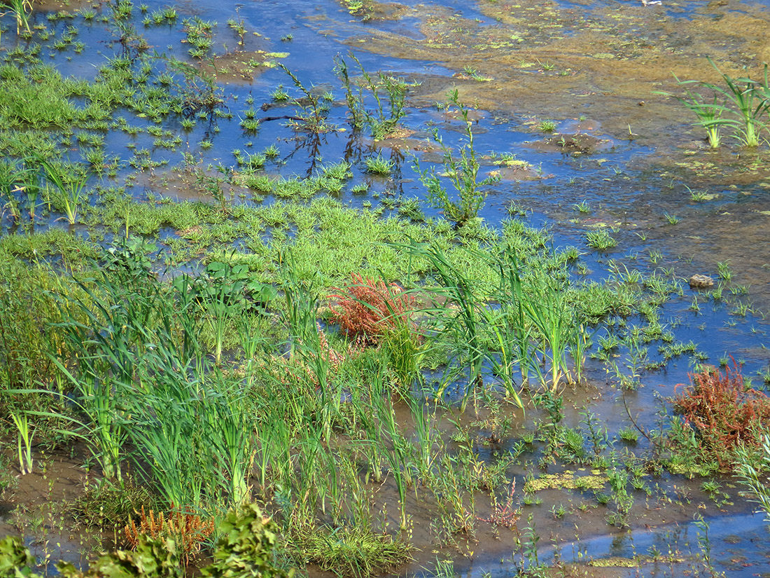 Верхняя Терраса и окрестности, image of landscape/habitat.