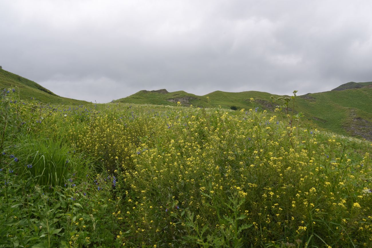 Дом Патимат, image of landscape/habitat.