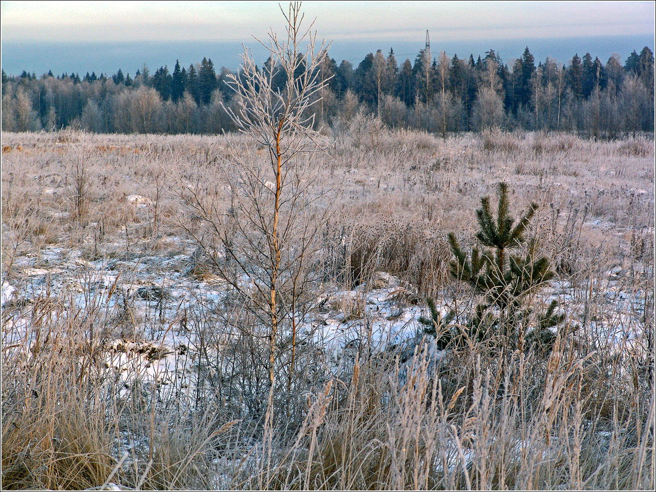 Жулебинский лес, изображение ландшафта.