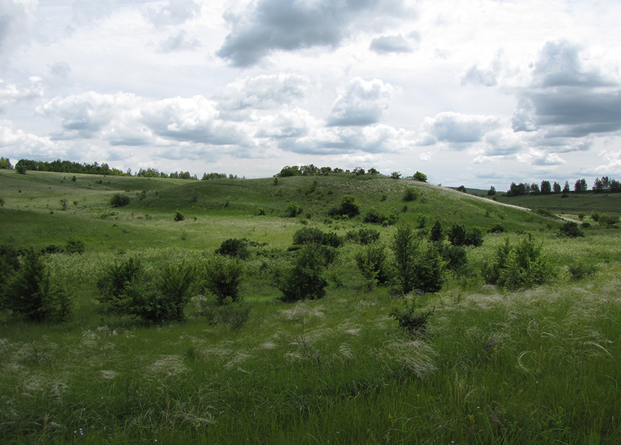 Лог Вишняки, image of landscape/habitat.