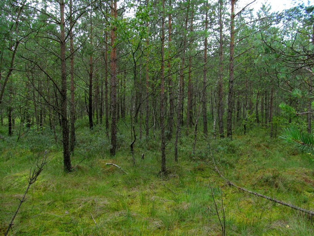 Верховое болото, image of landscape/habitat.