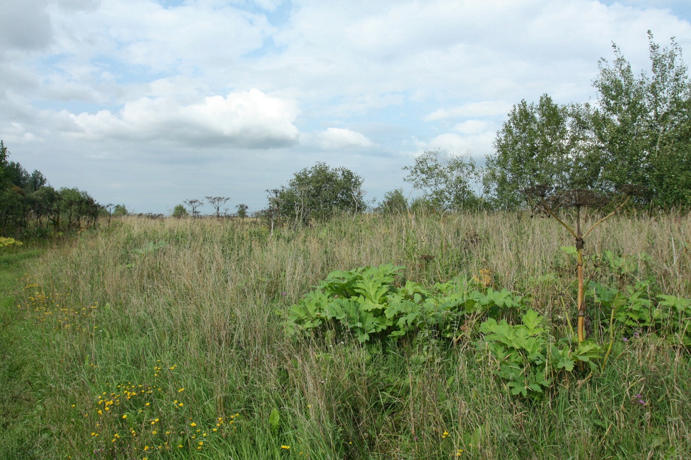 Окрестности Глядино, image of landscape/habitat.