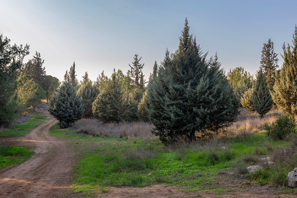 Лес Шоам и окрестности, image of landscape/habitat.