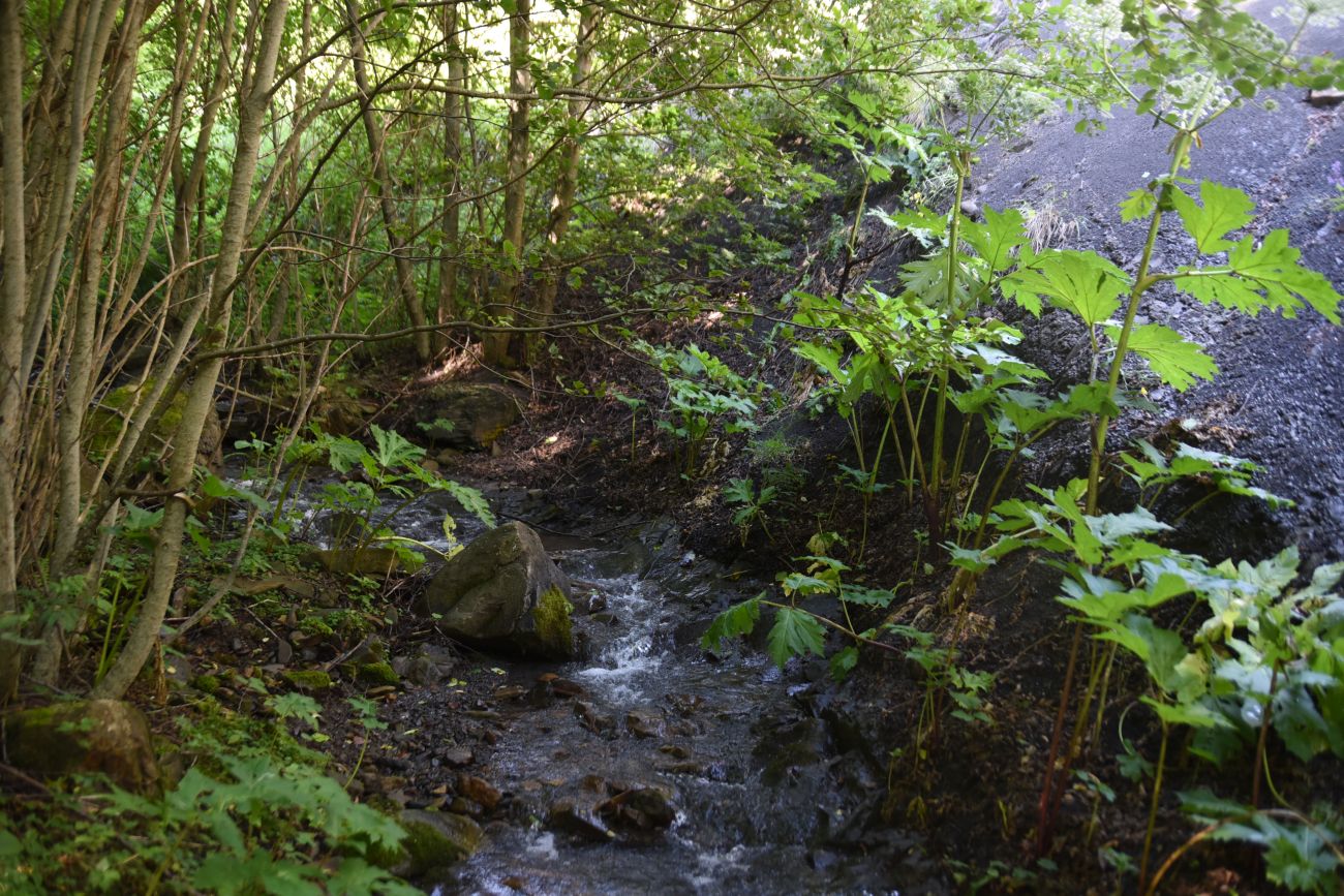 Старый дом Мухтара, image of landscape/habitat.