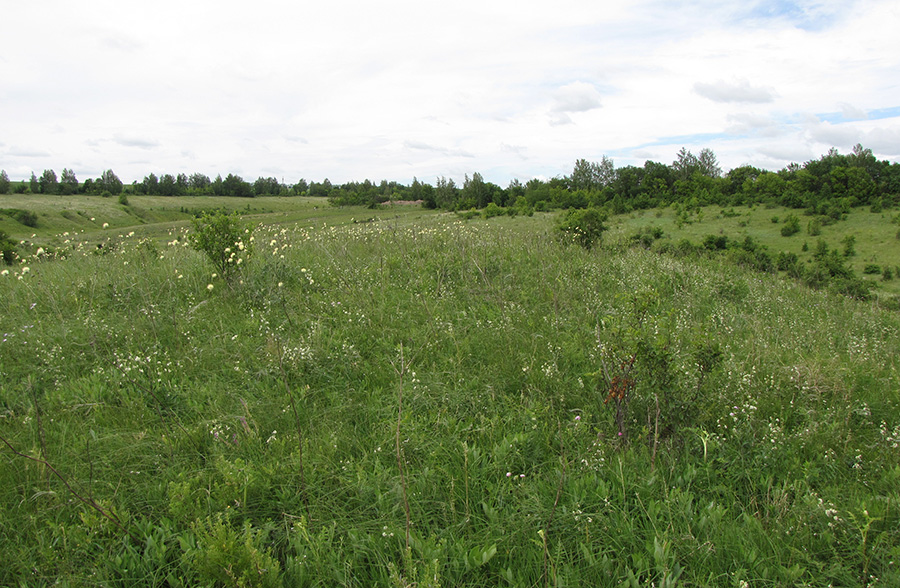 Лог Вишняки, image of landscape/habitat.