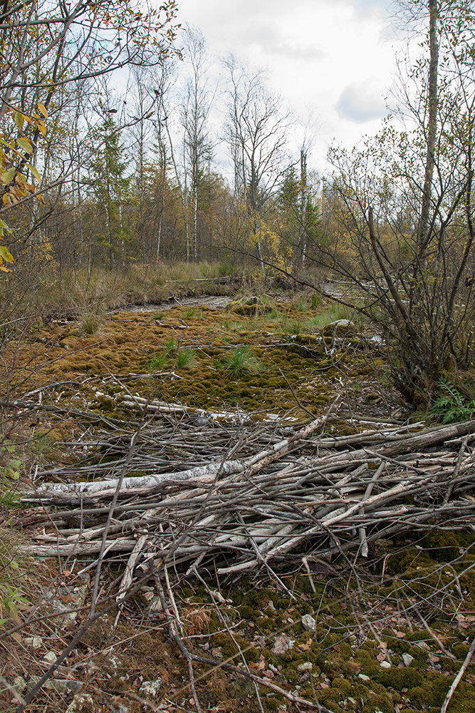 Волосовский район, image of landscape/habitat.