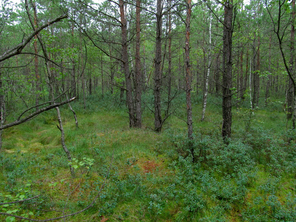 Верховое болото, image of landscape/habitat.