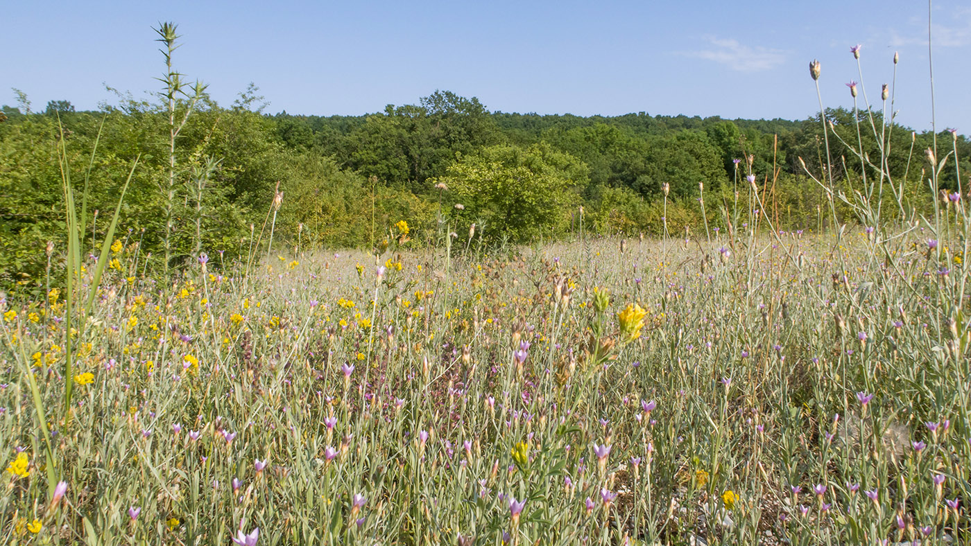 Темрючки, image of landscape/habitat.