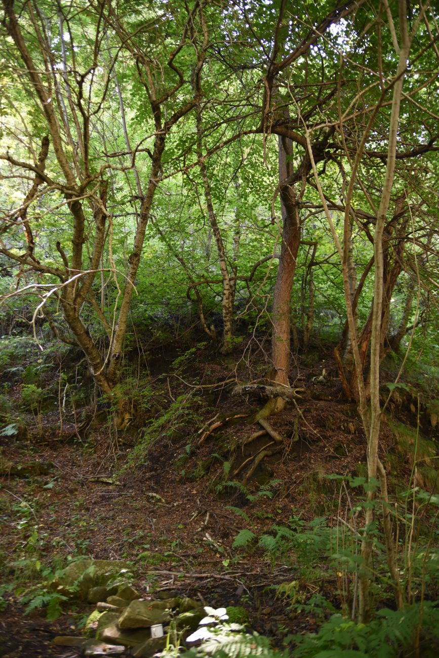 Старый дом Мухтара, image of landscape/habitat.