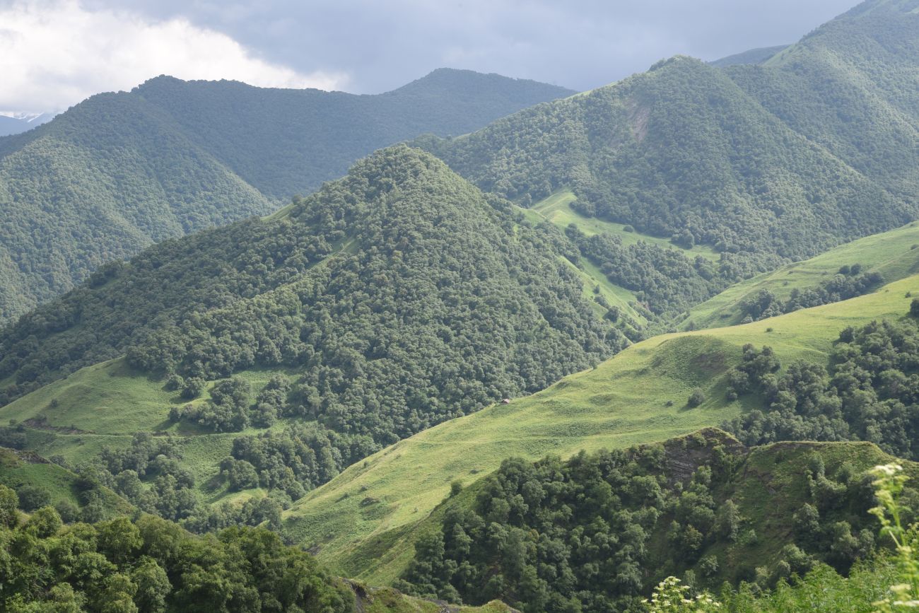 Старый дом Мухтара, image of landscape/habitat.