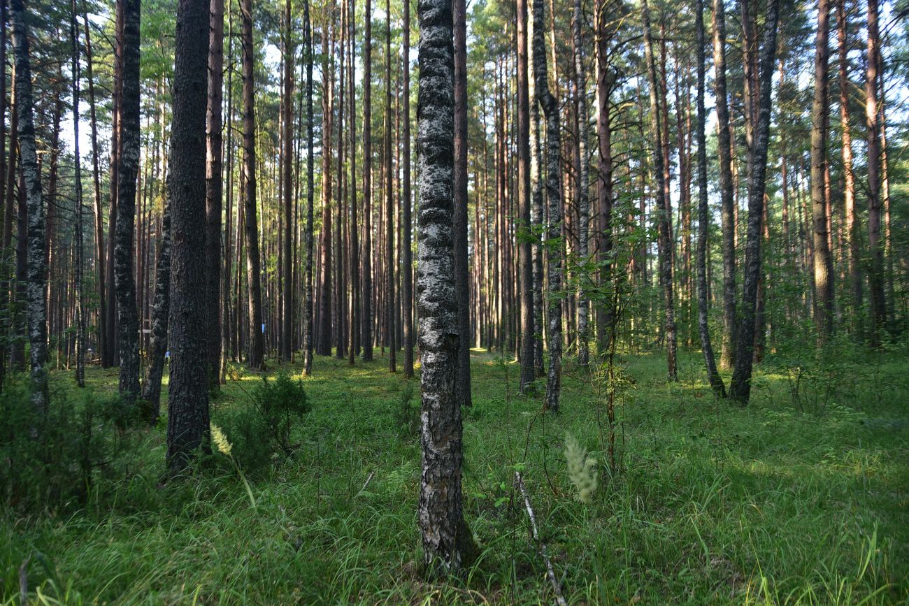 Борок и окрестности, изображение ландшафта.