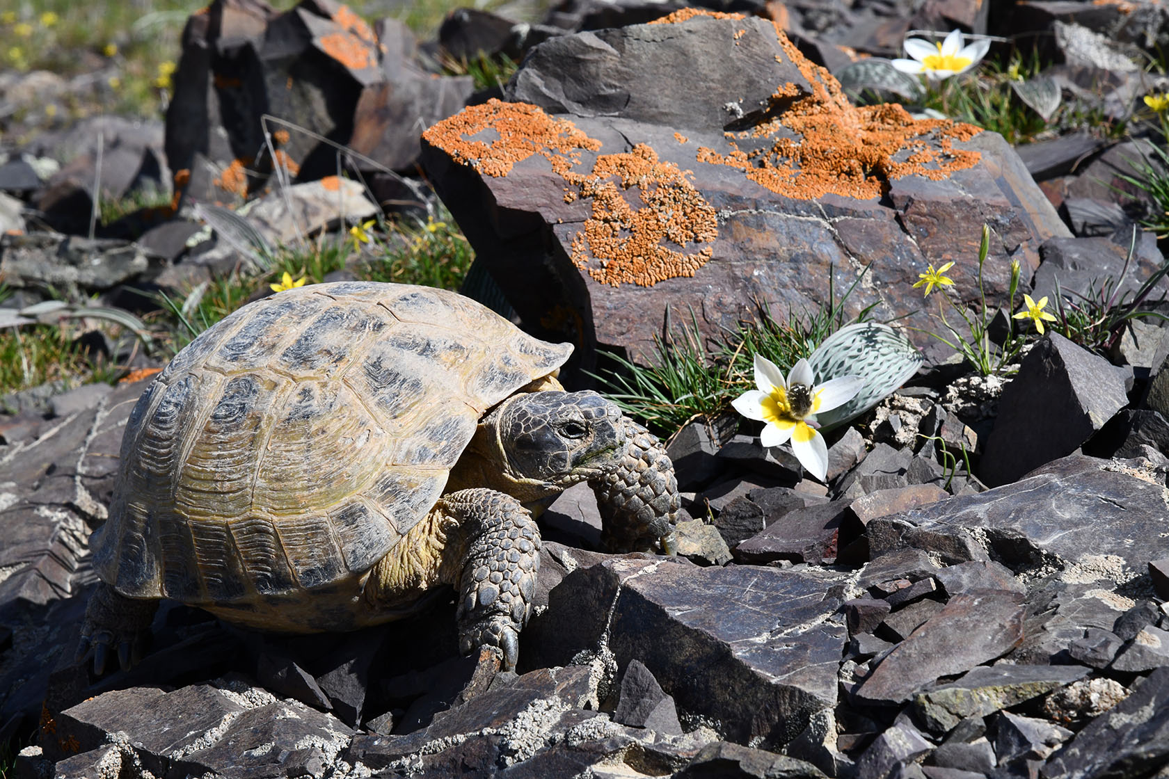 Курты, image of landscape/habitat.