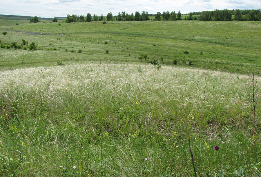 Лог Вишняки, image of landscape/habitat.