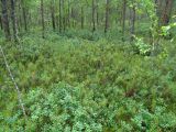 Верховое болото, image of landscape/habitat.