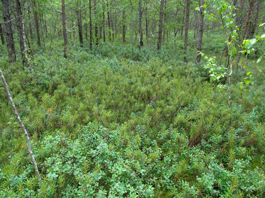 Верховое болото, image of landscape/habitat.