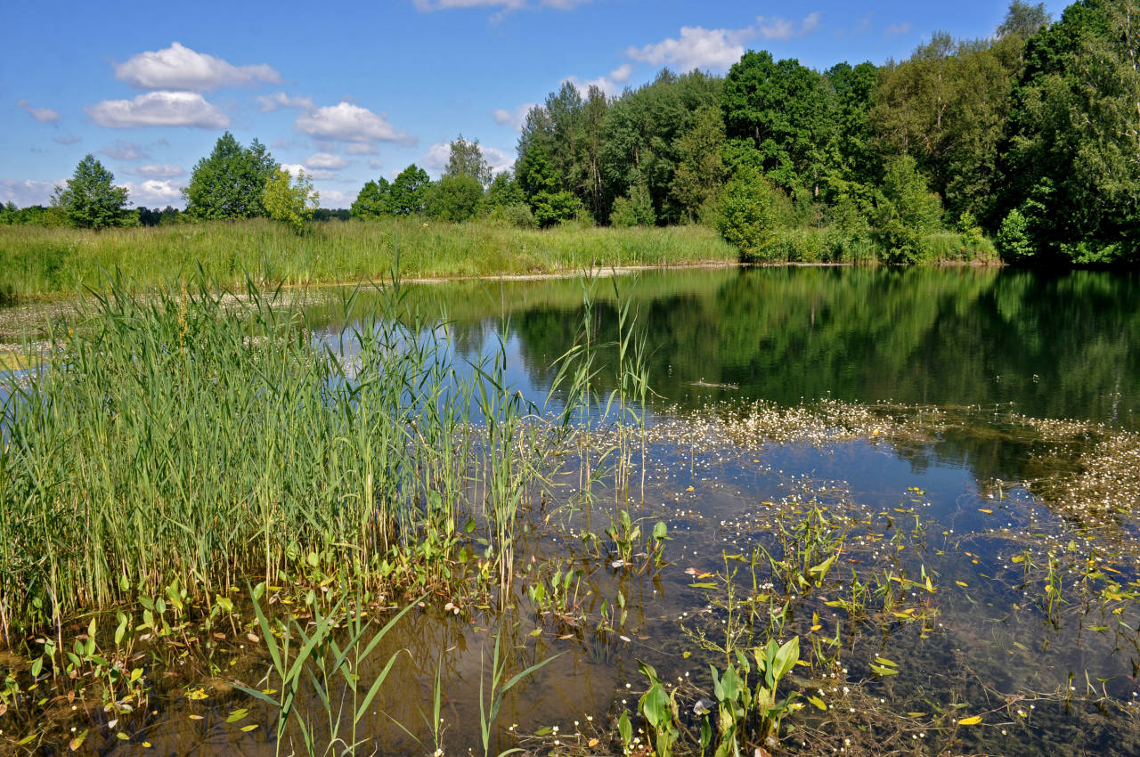 Окрестности посёлка Гжель, image of landscape/habitat.