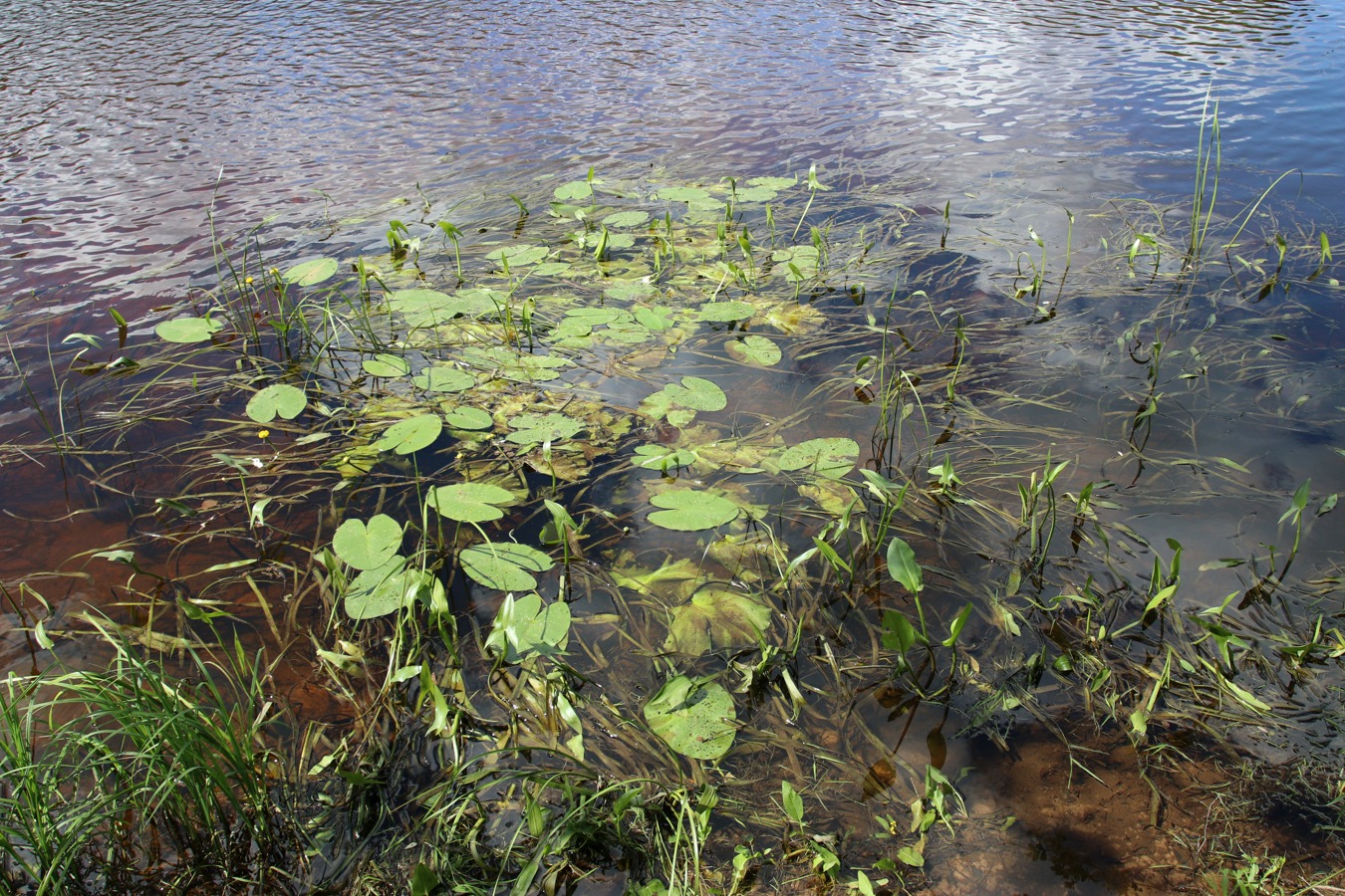 Луга у Кемки, image of landscape/habitat.