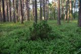 Изображение ландшафта