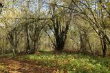 Дудергофские высоты, image of landscape/habitat.