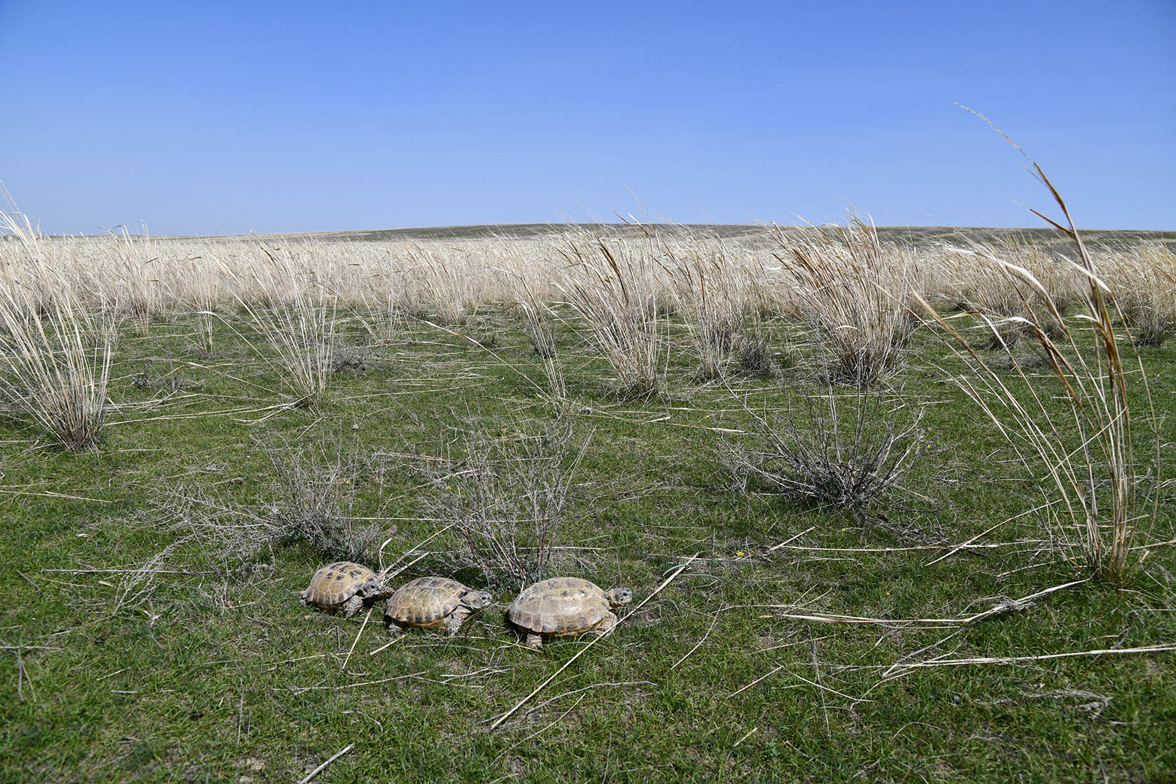 Курты, image of landscape/habitat.