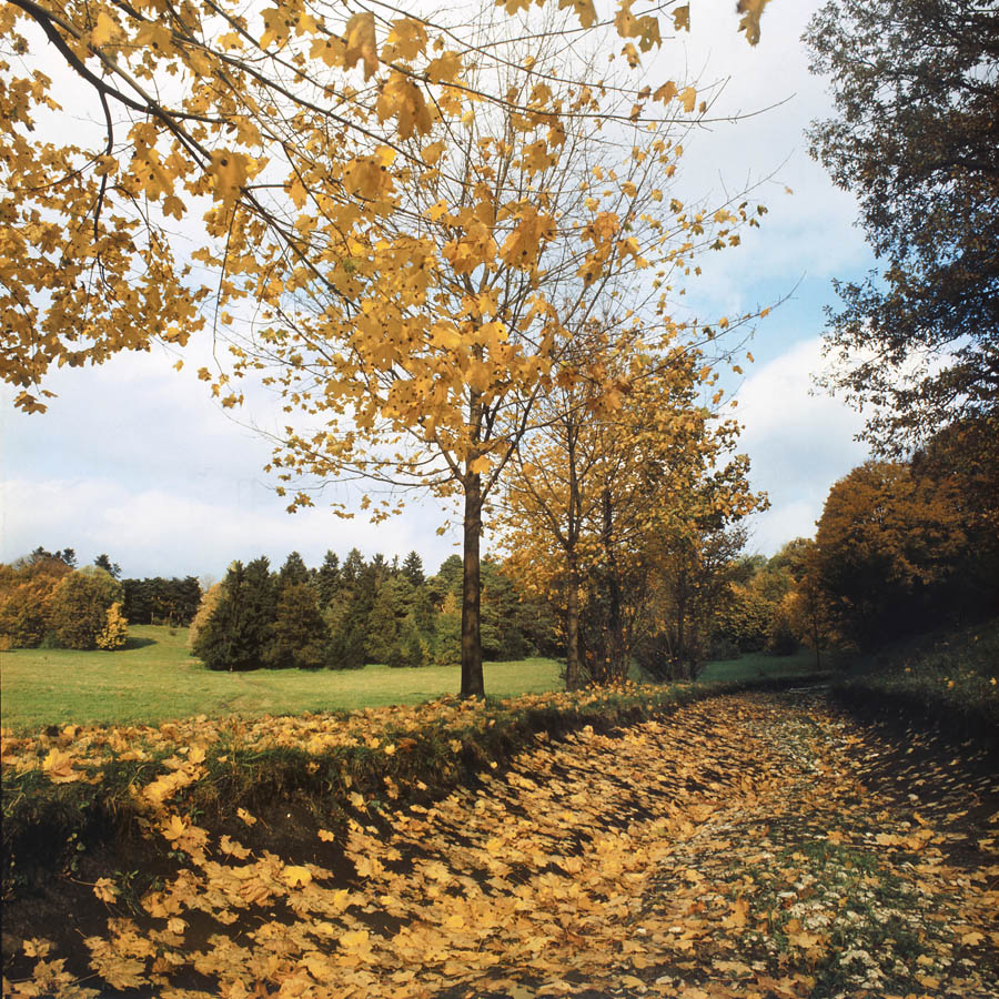 Цаульский парк, image of landscape/habitat.