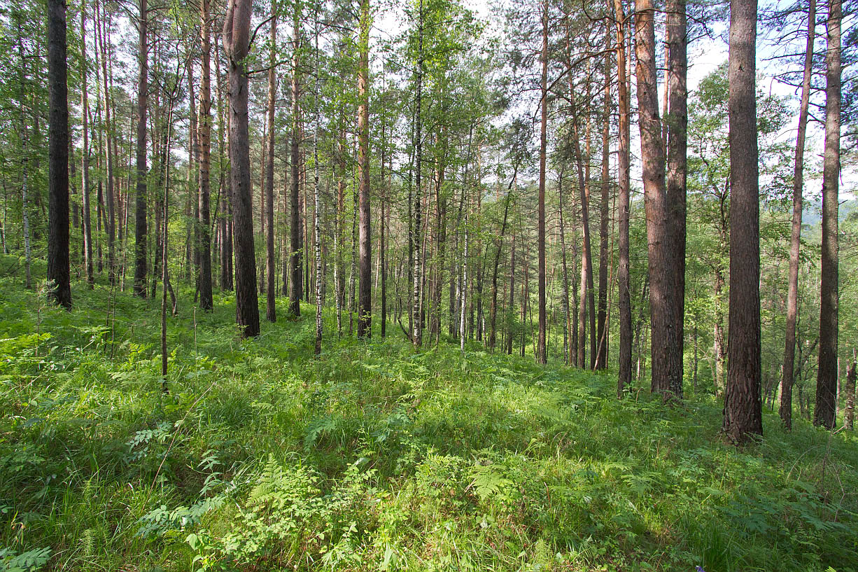 Камлак, image of landscape/habitat.