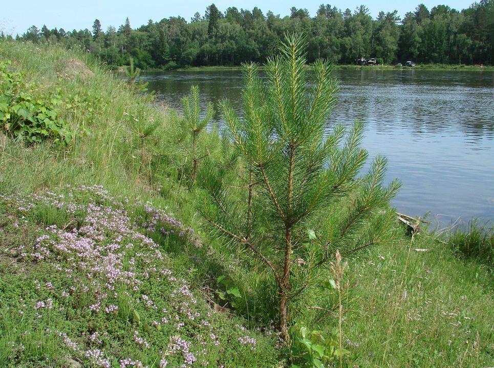 Шаманка, image of landscape/habitat.