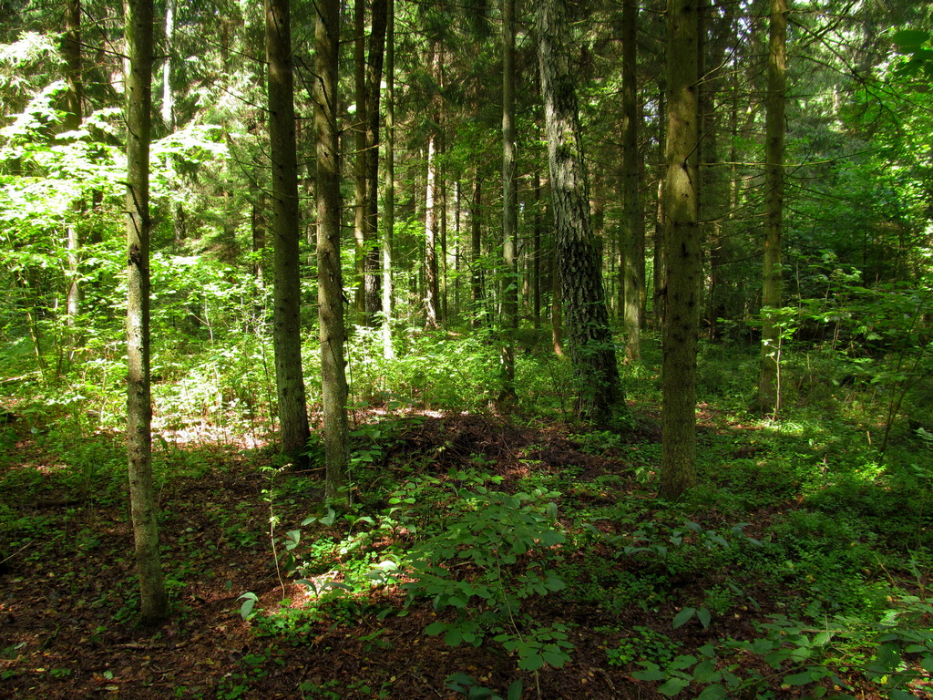 Попковицкий Лес, image of landscape/habitat.