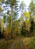 Окрестные леса станции Пожога, image of landscape/habitat.