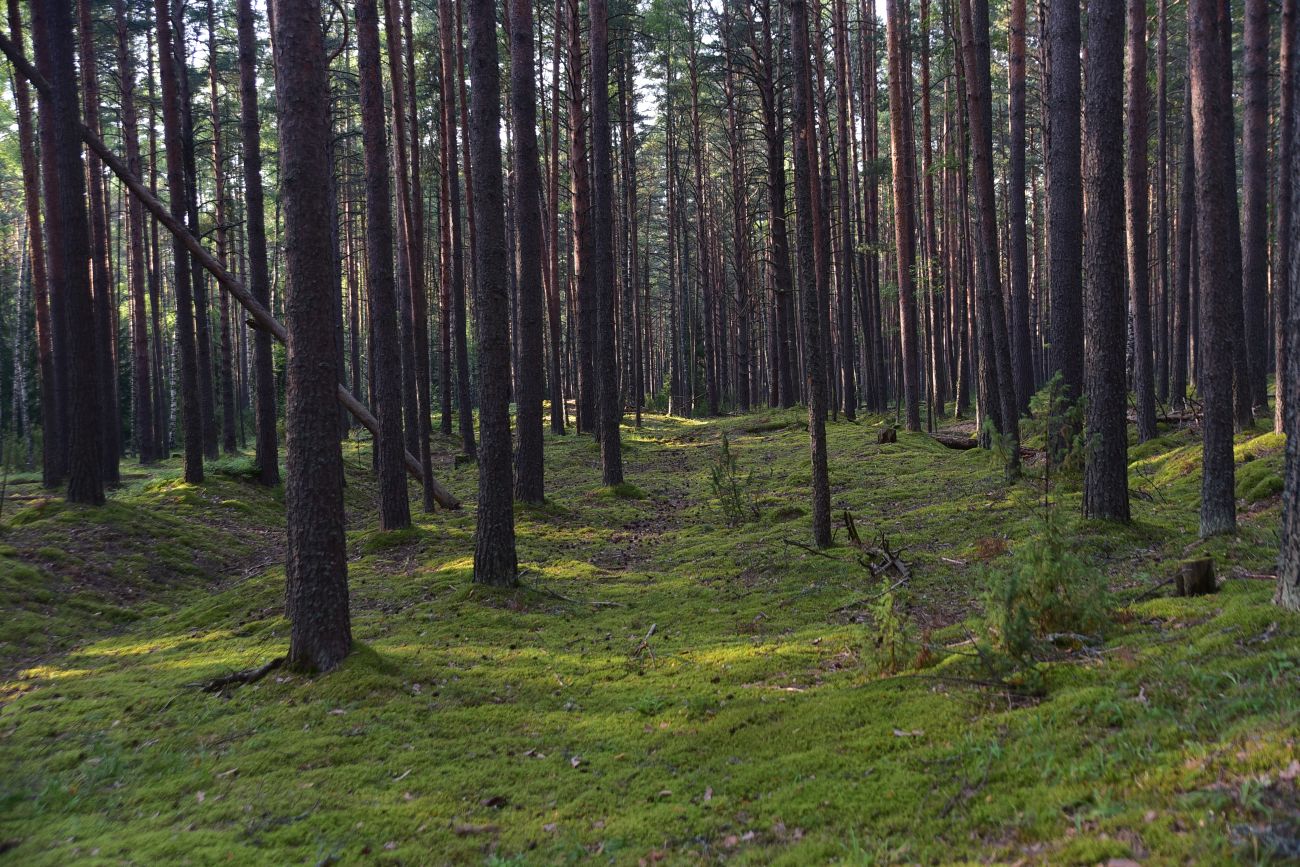 Борок и окрестности, изображение ландшафта.