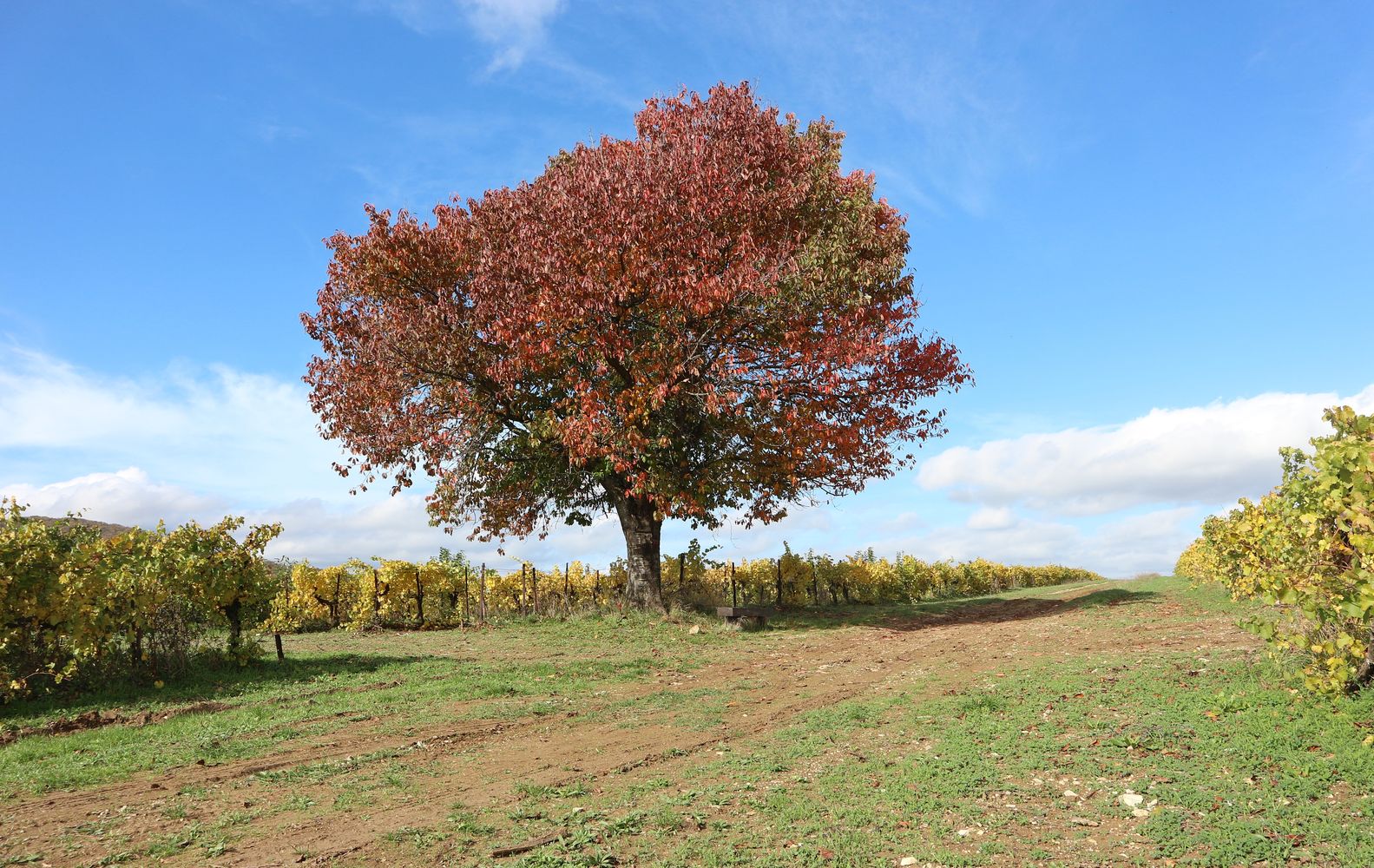 Долина реки Дюрсо, image of landscape/habitat.