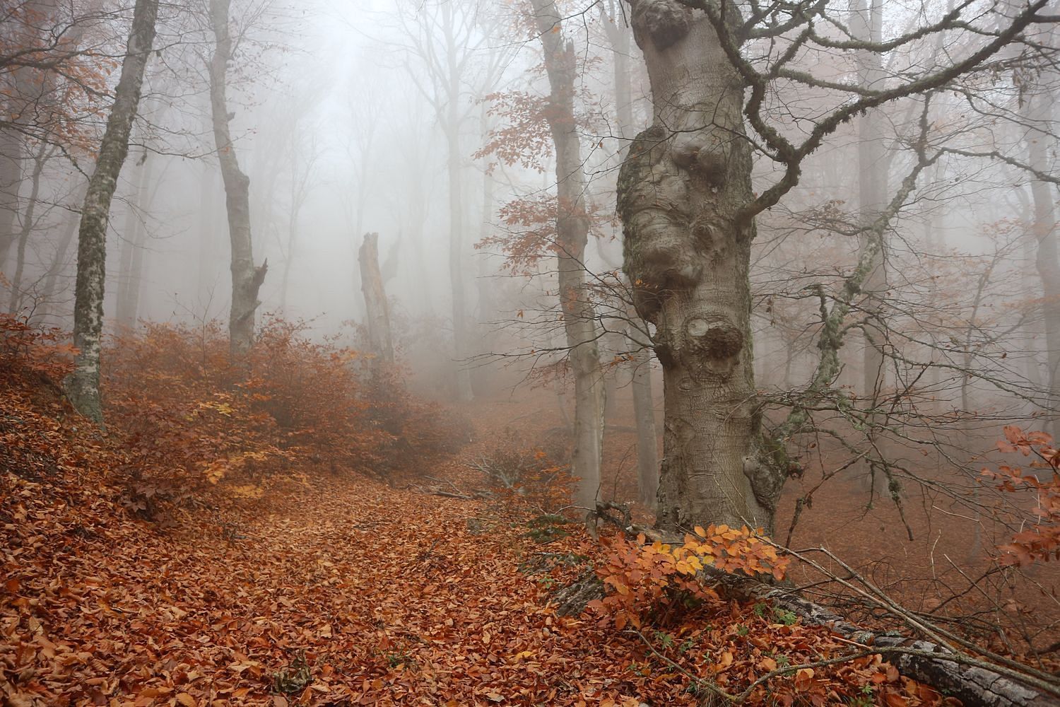 Перья Хапхала, image of landscape/habitat.