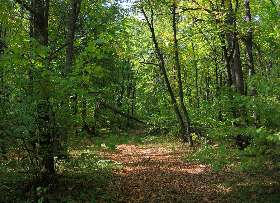 Бавлы, image of landscape/habitat.