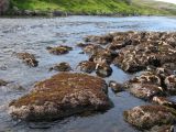 Междуречье Олёнки и Трящины, image of landscape/habitat.