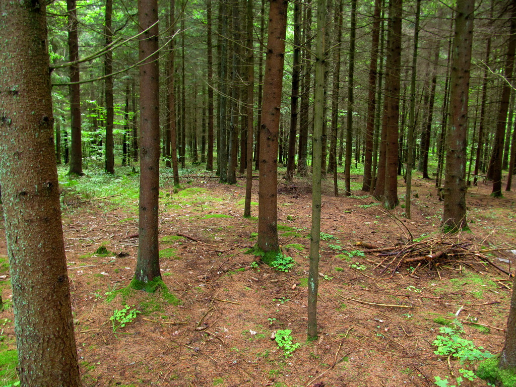 Попковицкий Лес, image of landscape/habitat.