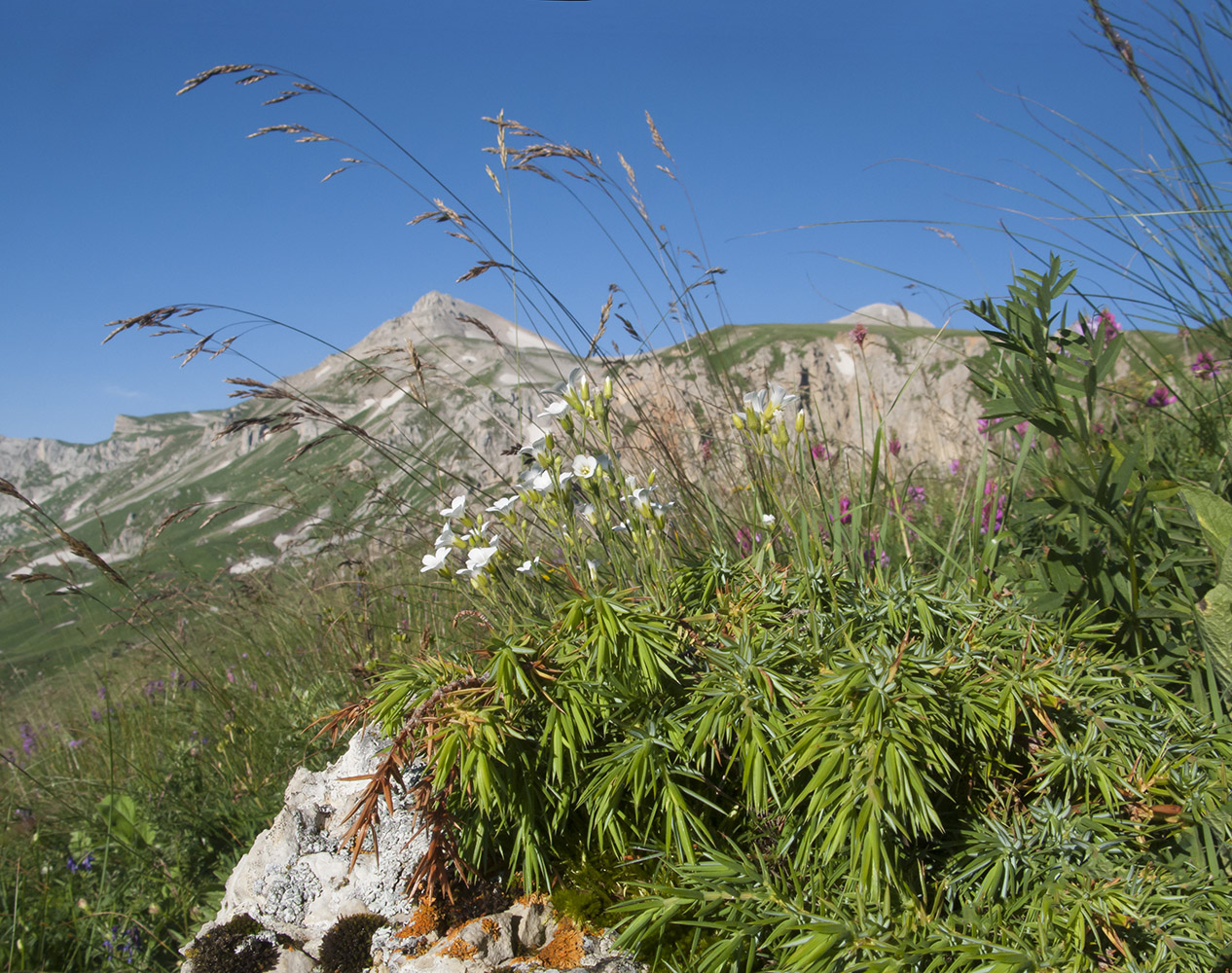 Оштен, image of landscape/habitat.