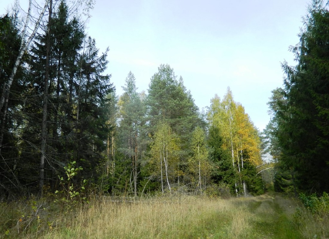 Окрестные леса станции Пожога, image of landscape/habitat.