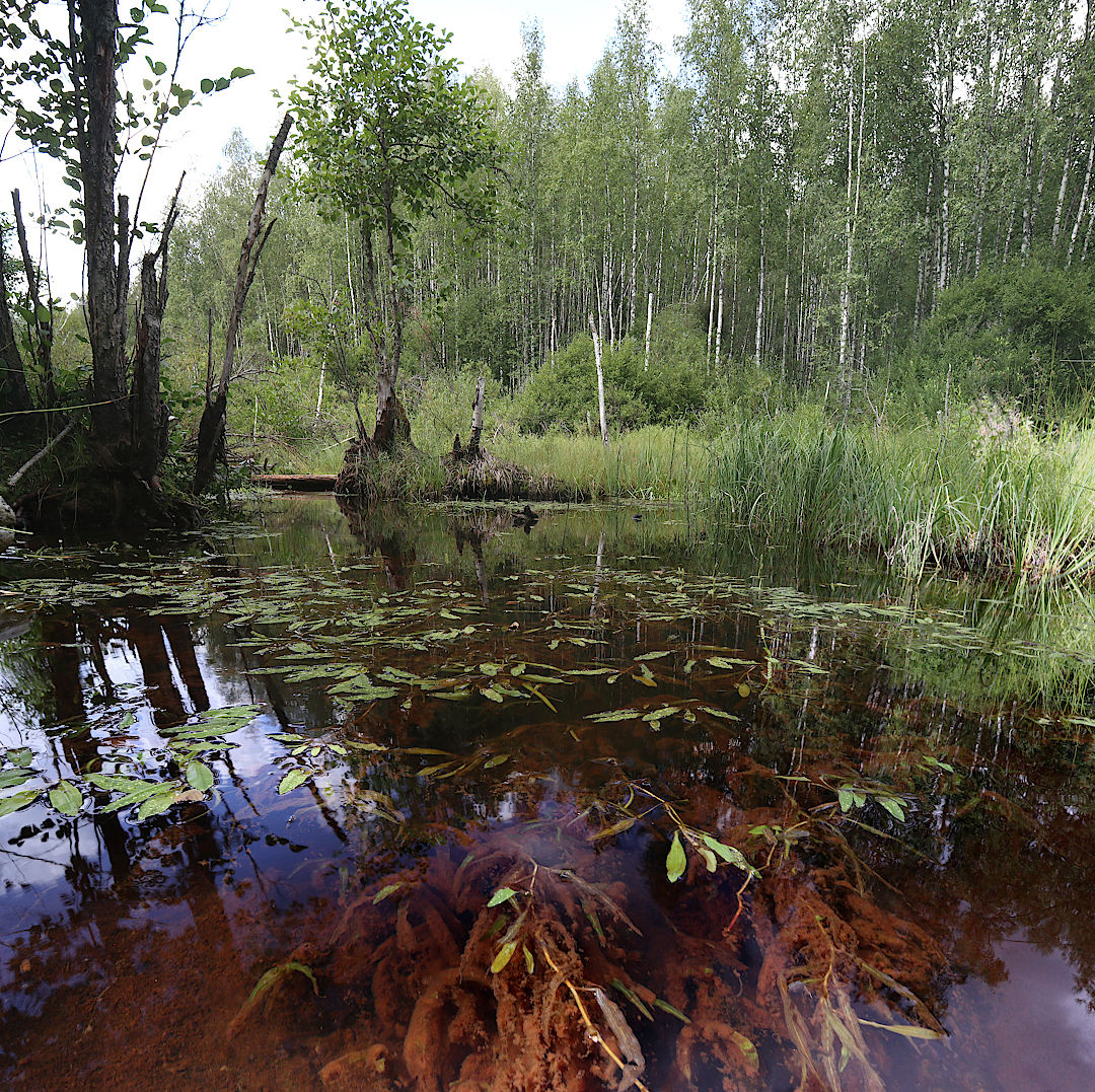 Окрестности Ихалы, image of landscape/habitat.