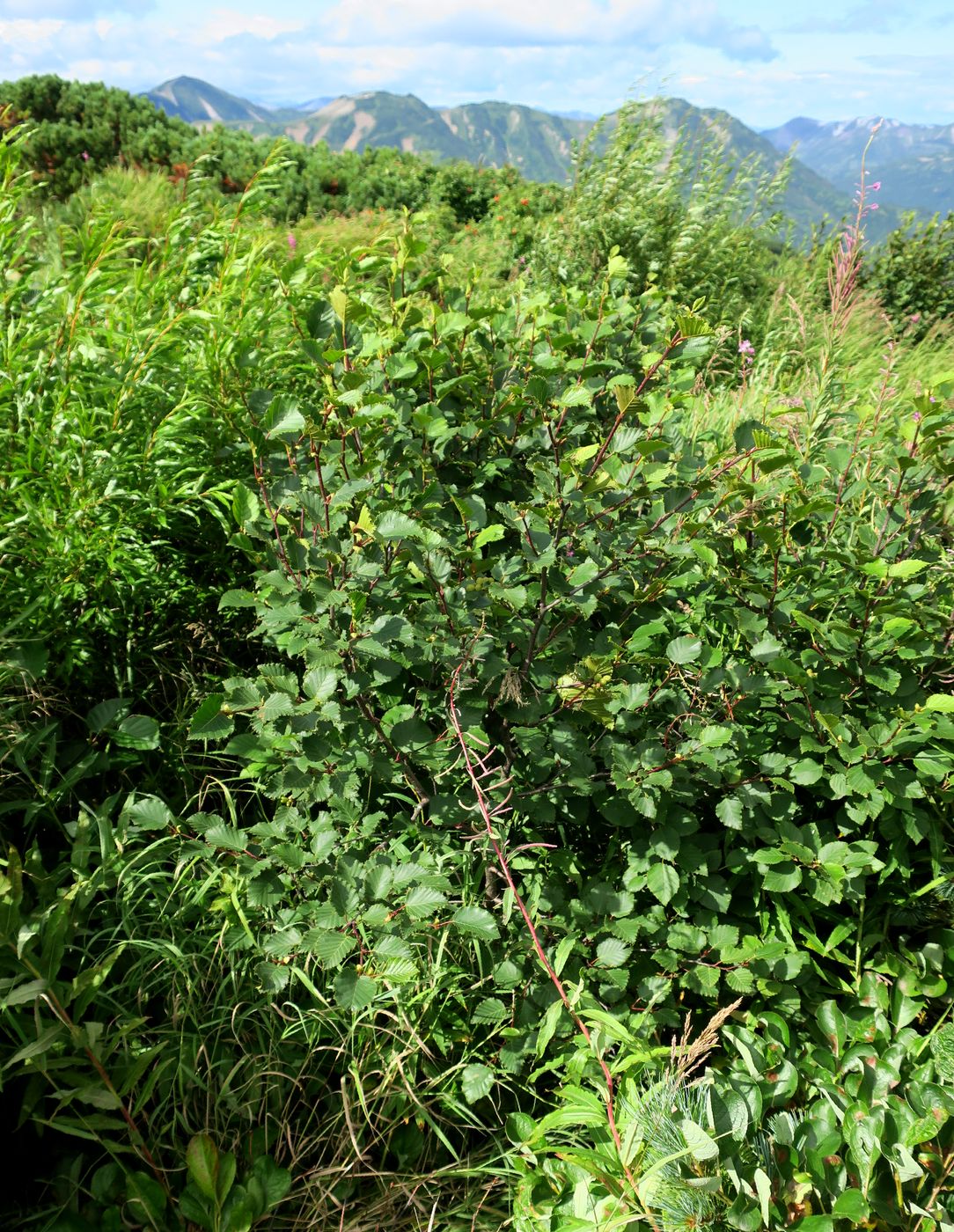 Вилючинский перевал, image of landscape/habitat.