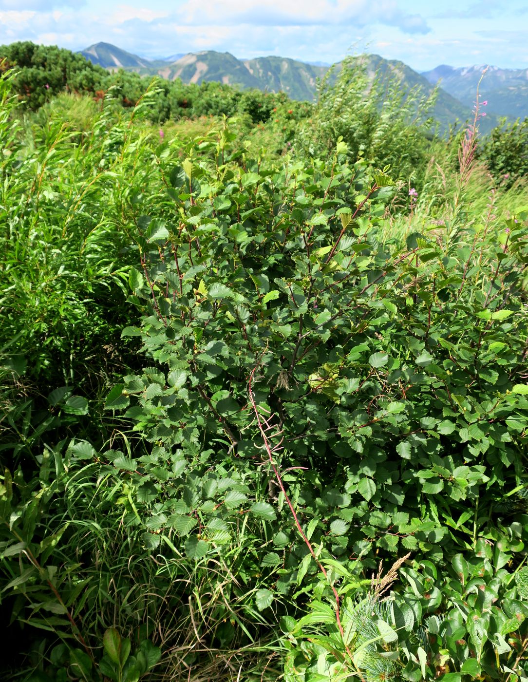 Стоянка "Вилючинский перевал", image of landscape/habitat.