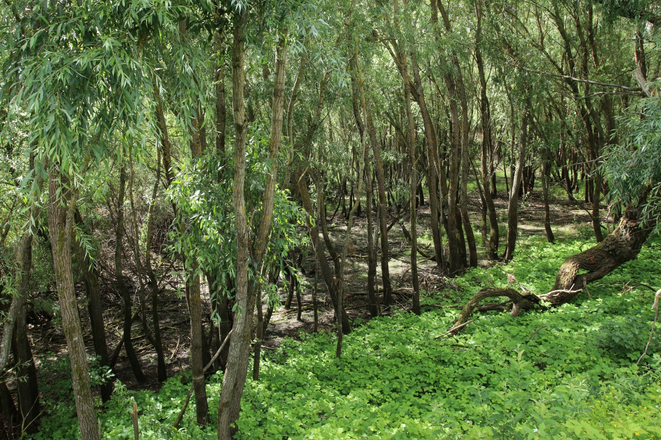 Окрестности музея «Витославлицы», image of landscape/habitat.