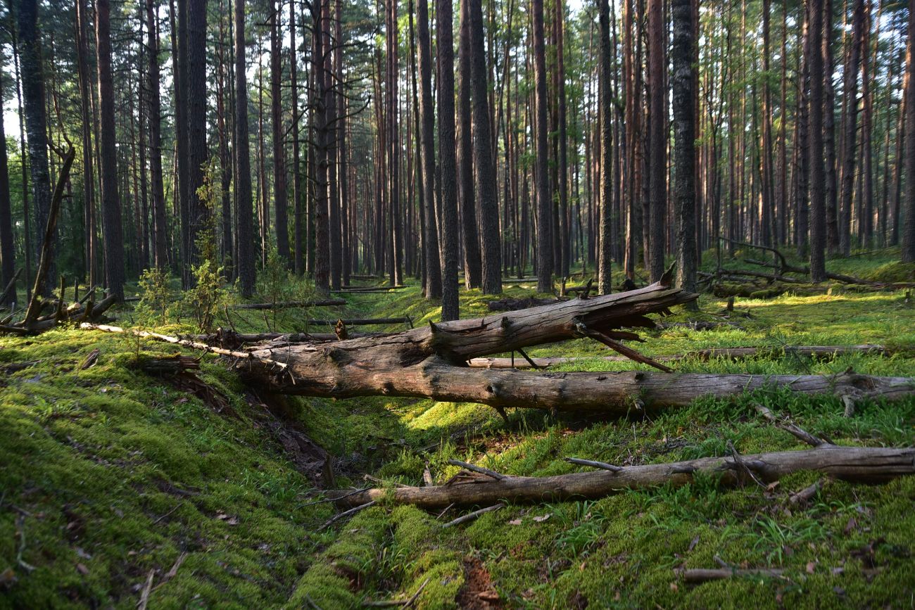 Борок и окрестности, изображение ландшафта.