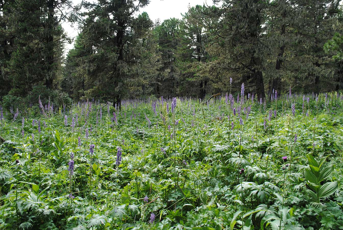 Гора Вершина Тияхты, image of landscape/habitat.