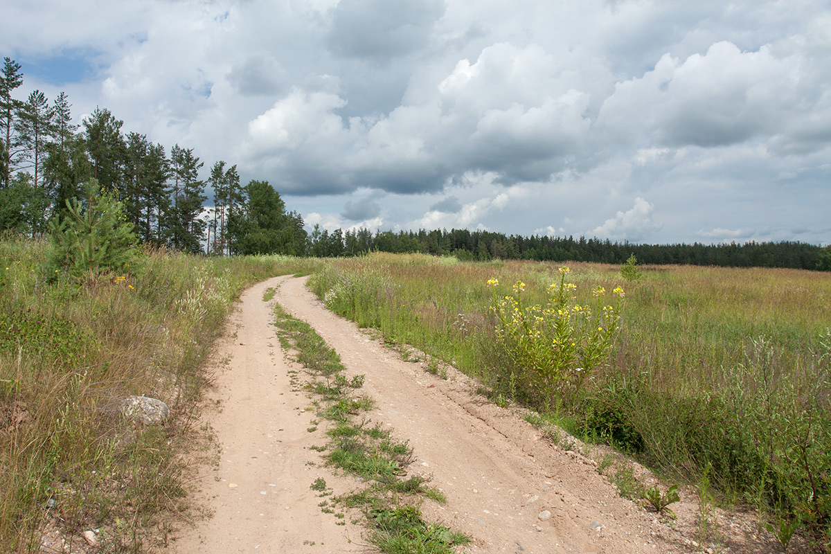 Залежь у Тиханово, image of landscape/habitat.