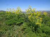 Сунгинская лесная дача, image of landscape/habitat.