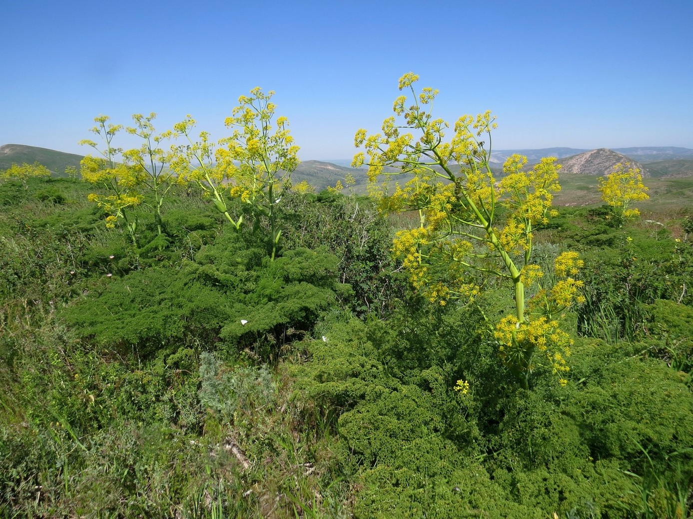 Сунгинская лесная дача, image of landscape/habitat.