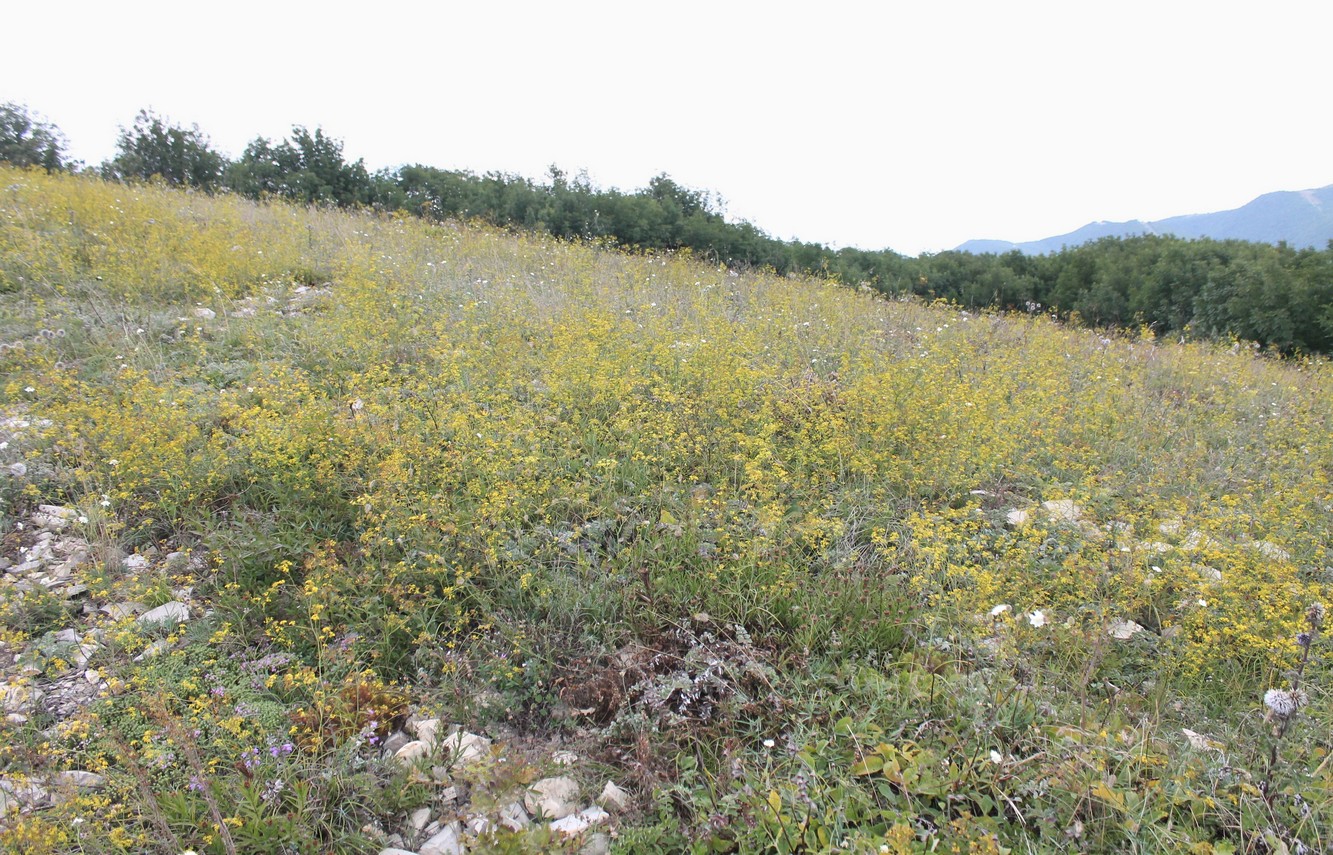 Андреевский перевал, image of landscape/habitat.