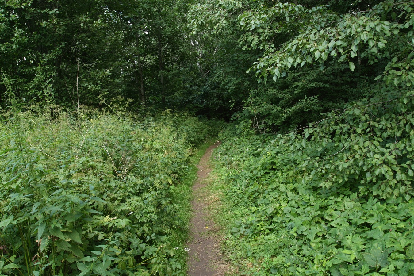 Изборско-Мальская долина, image of landscape/habitat.